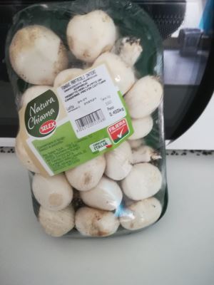 funghi freschi