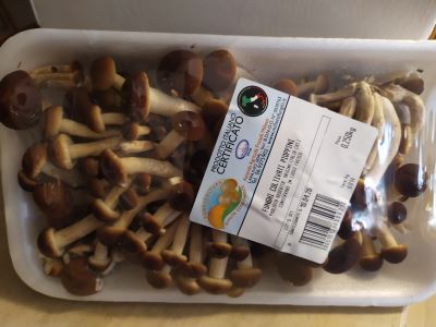 Pioppini - funghi coltivati